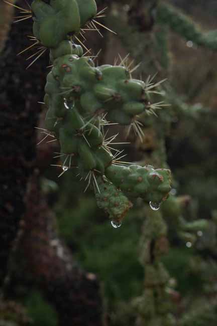 closeup of a cholla after a rain